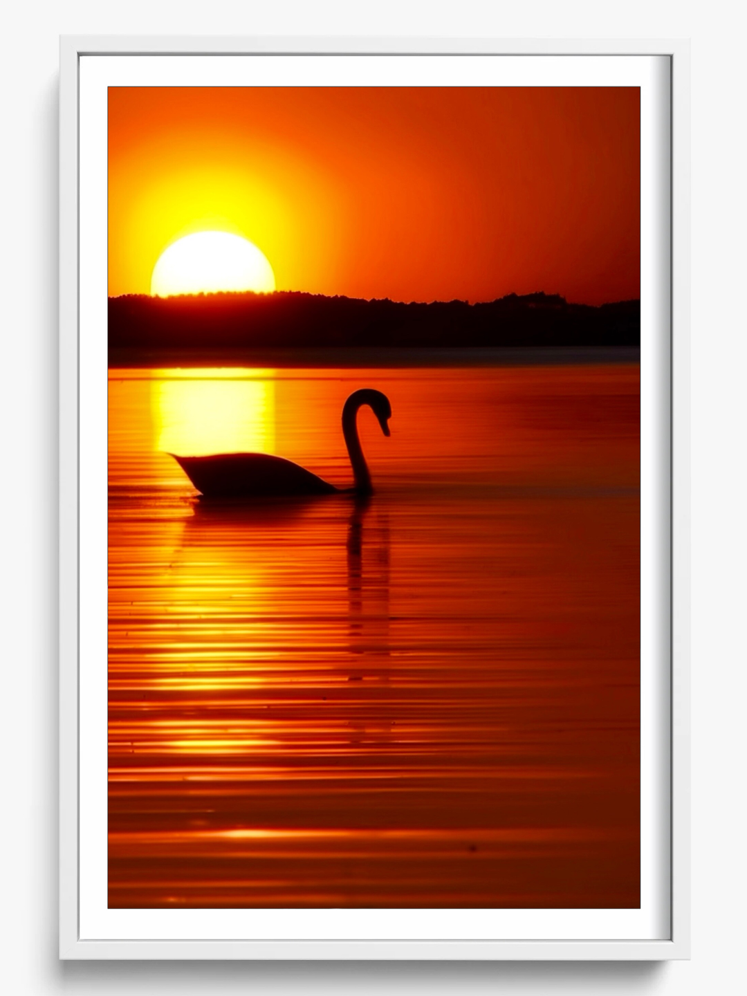 The Swan