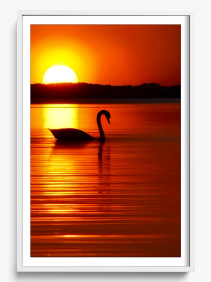 The Swan