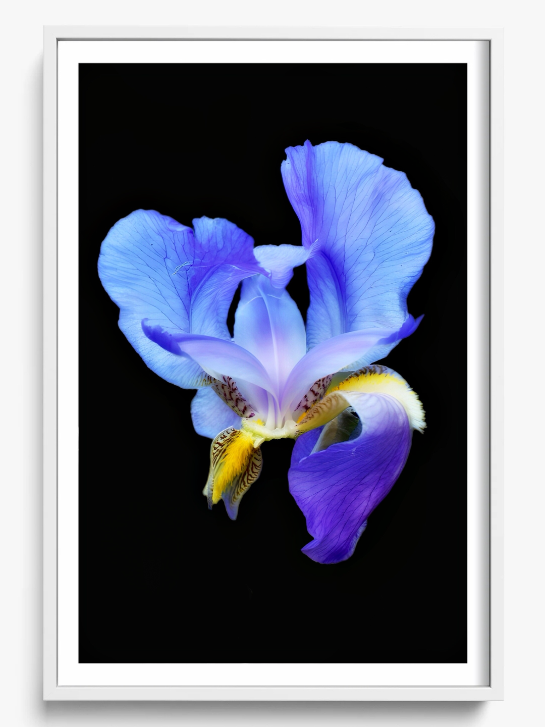 Midnight Bloom