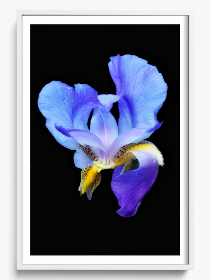 Midnight Bloom