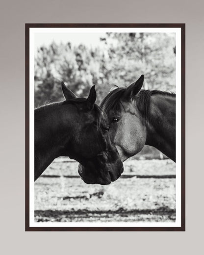 Horses' Complicity
