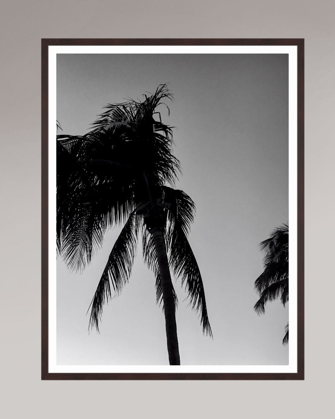 Timeless Palms