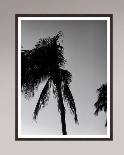 Timeless Palms