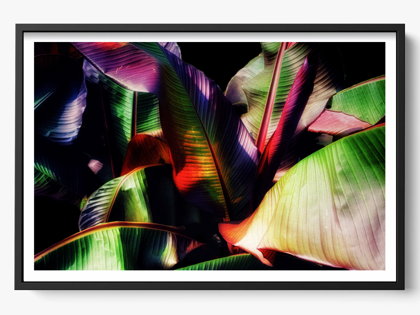 Tropical Embrace