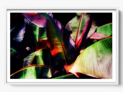 Tropical Embrace