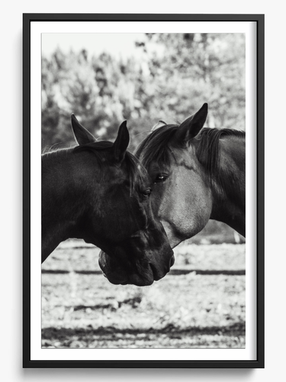 Horses' Complicity