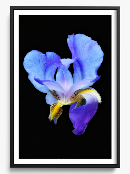 Midnight Bloom