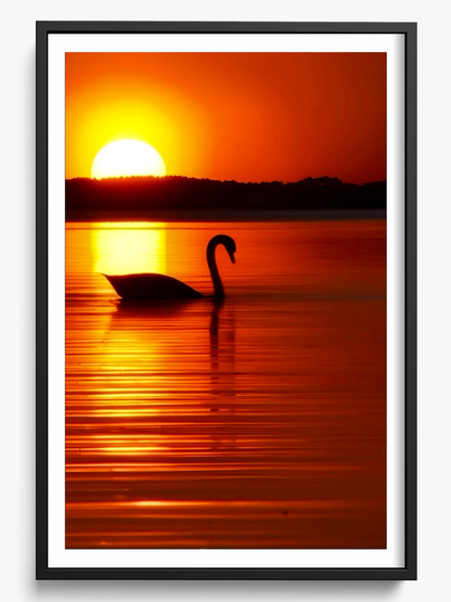 The Swan