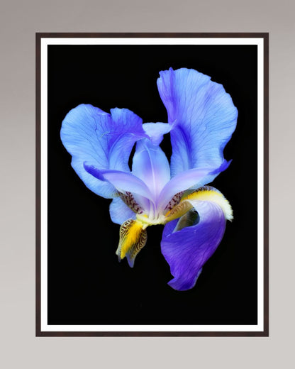 Midnight Bloom