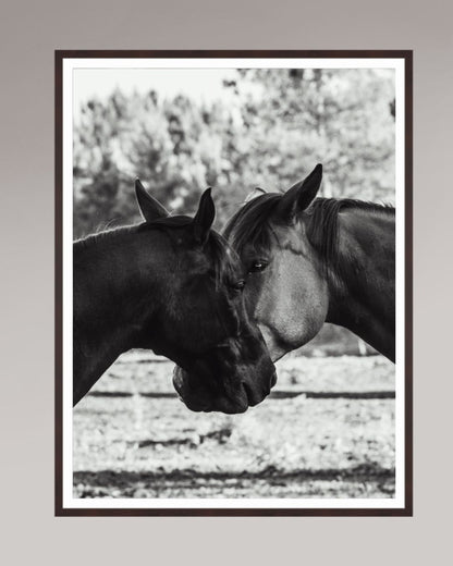Horses' Complicity