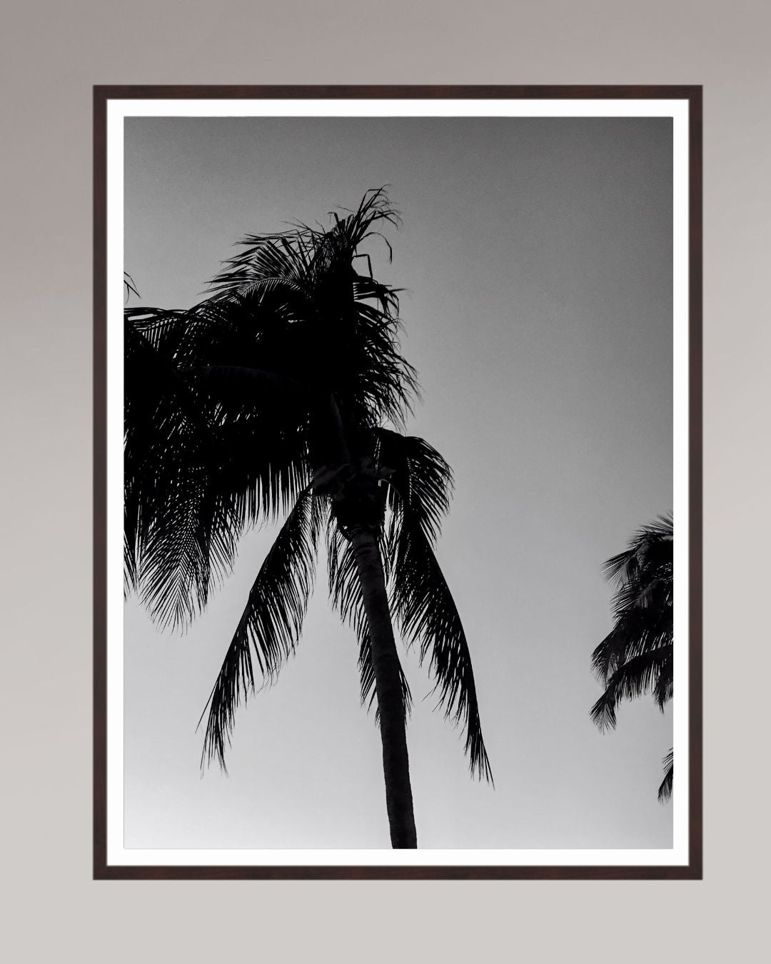 Timeless Palms