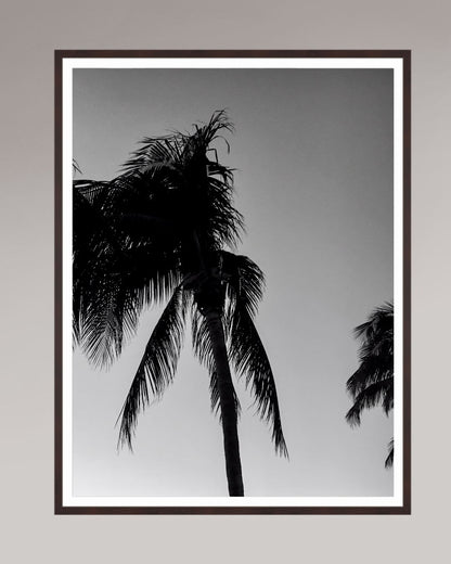 Timeless Palms