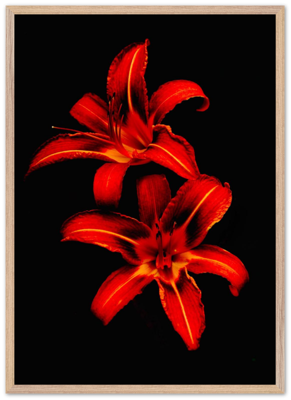 Red Lilies - Bandanas SimpleMax