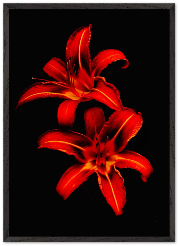 Red Lilies - Bandanas SimpleMax