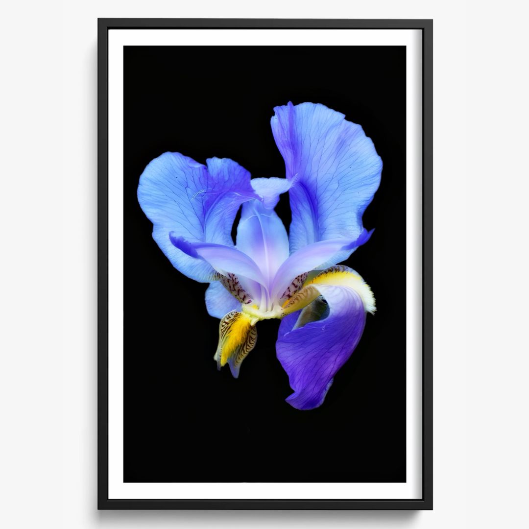 Midnight Bloom
