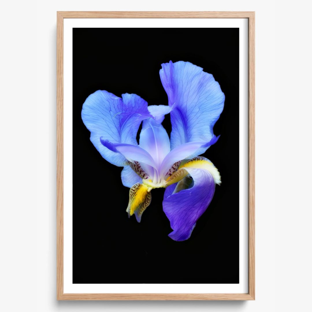 Midnight Bloom