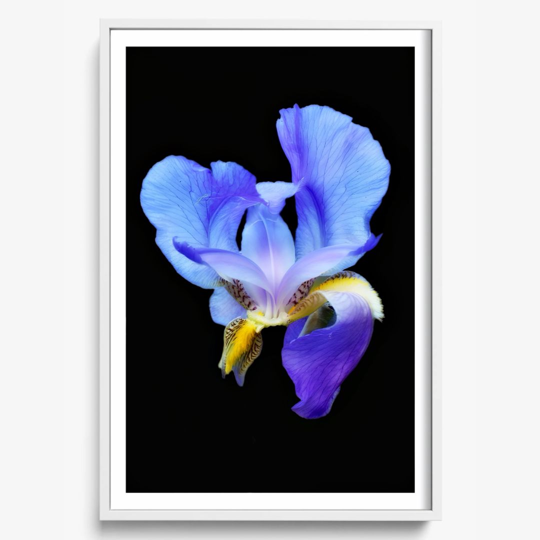 Midnight Bloom