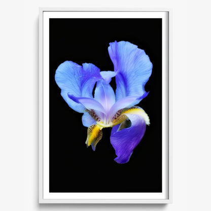 Midnight Bloom