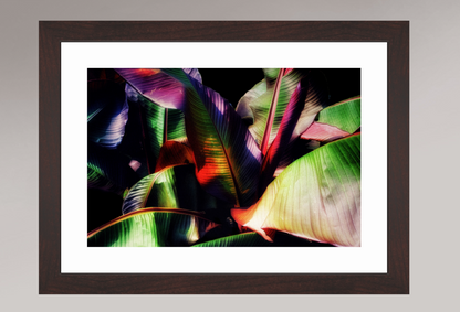 Chromatic Jungle