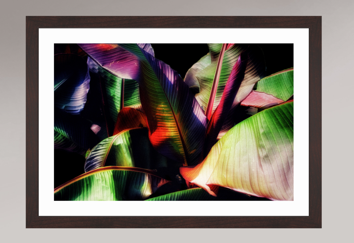 Chromatic Jungle