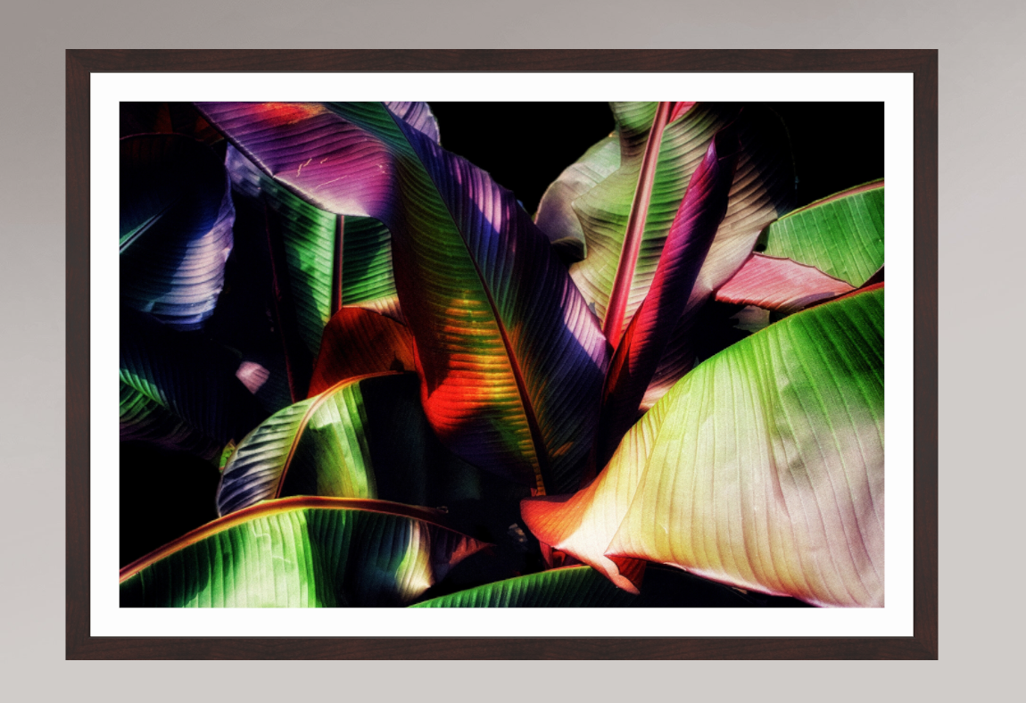 Chromatic Jungle