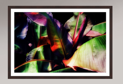 Chromatic Jungle