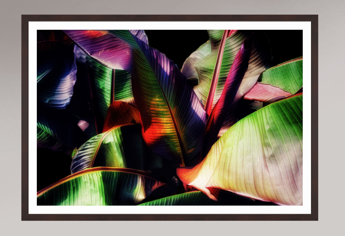 Chromatic Jungle