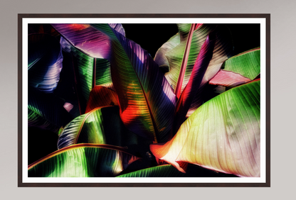 Chromatic Jungle
