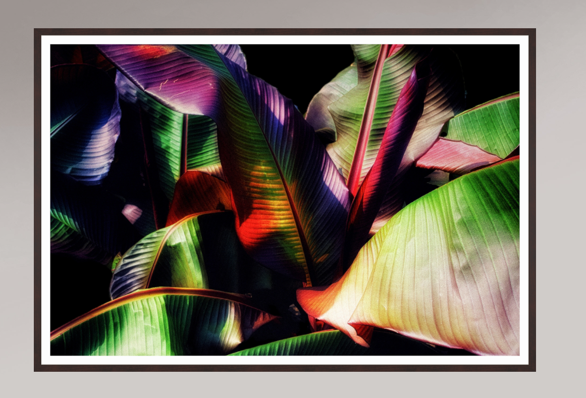 Chromatic Jungle