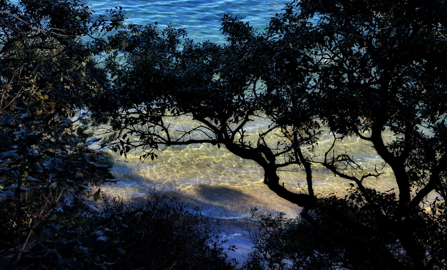 Shoreline Whispers