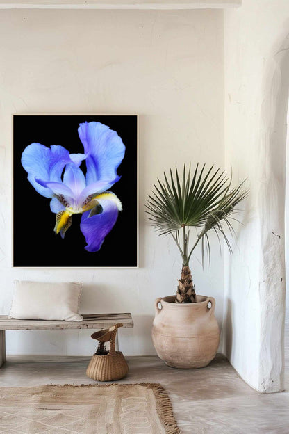 Photographie encadrée d'une fleur iris bleu 