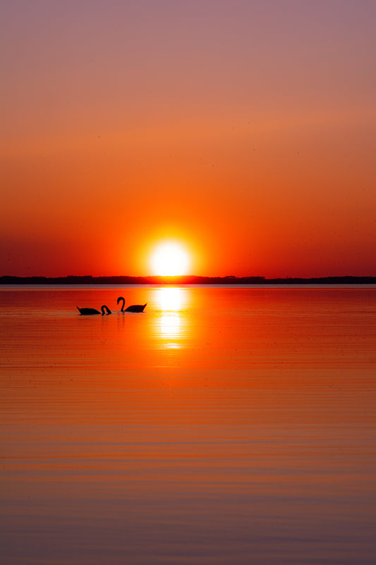 Where Love meets Light - Bandanas SimpleMax