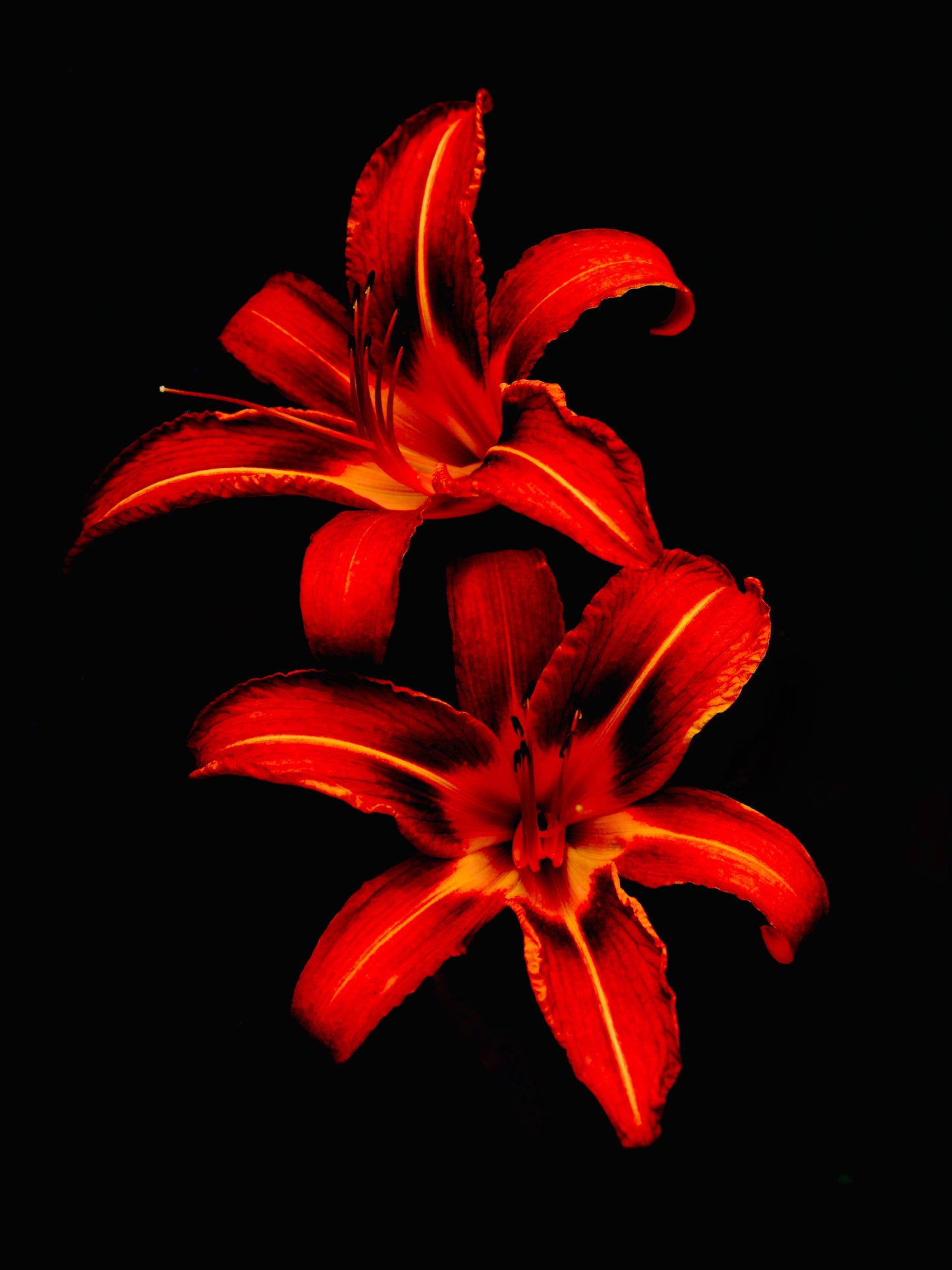 Red Lilies - Bandanas SimpleMax