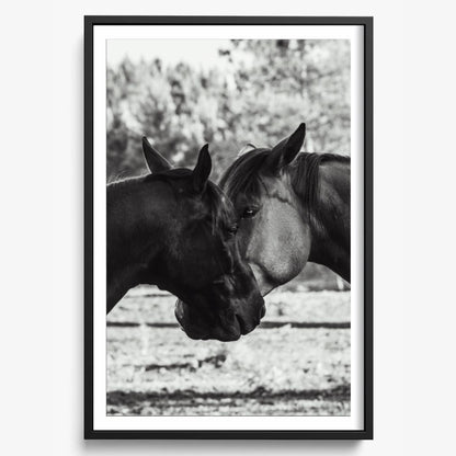 Horses' Complicity