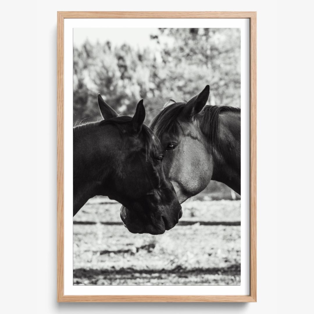 Horses' Complicity