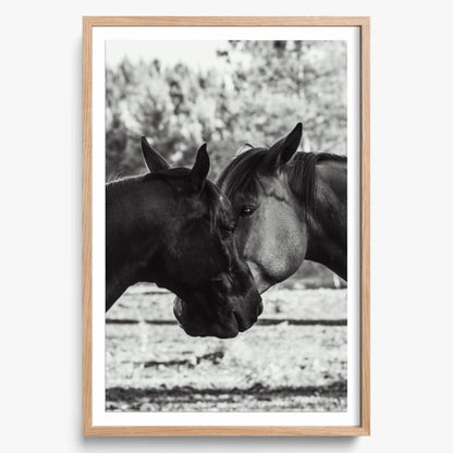 Horses' Complicity