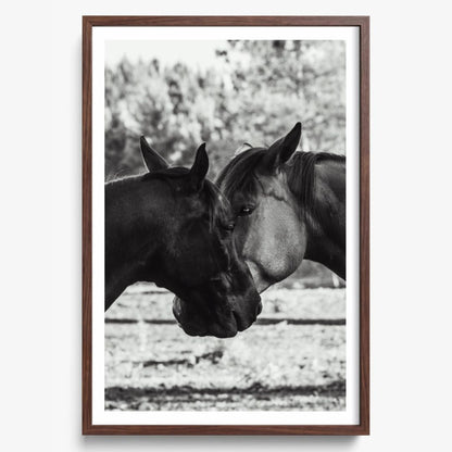 Horses' Complicity