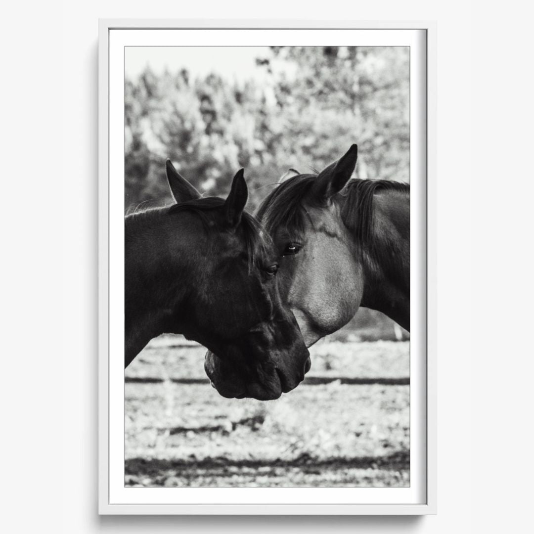 Horses' Complicity