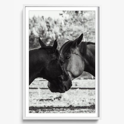 Horses' Complicity