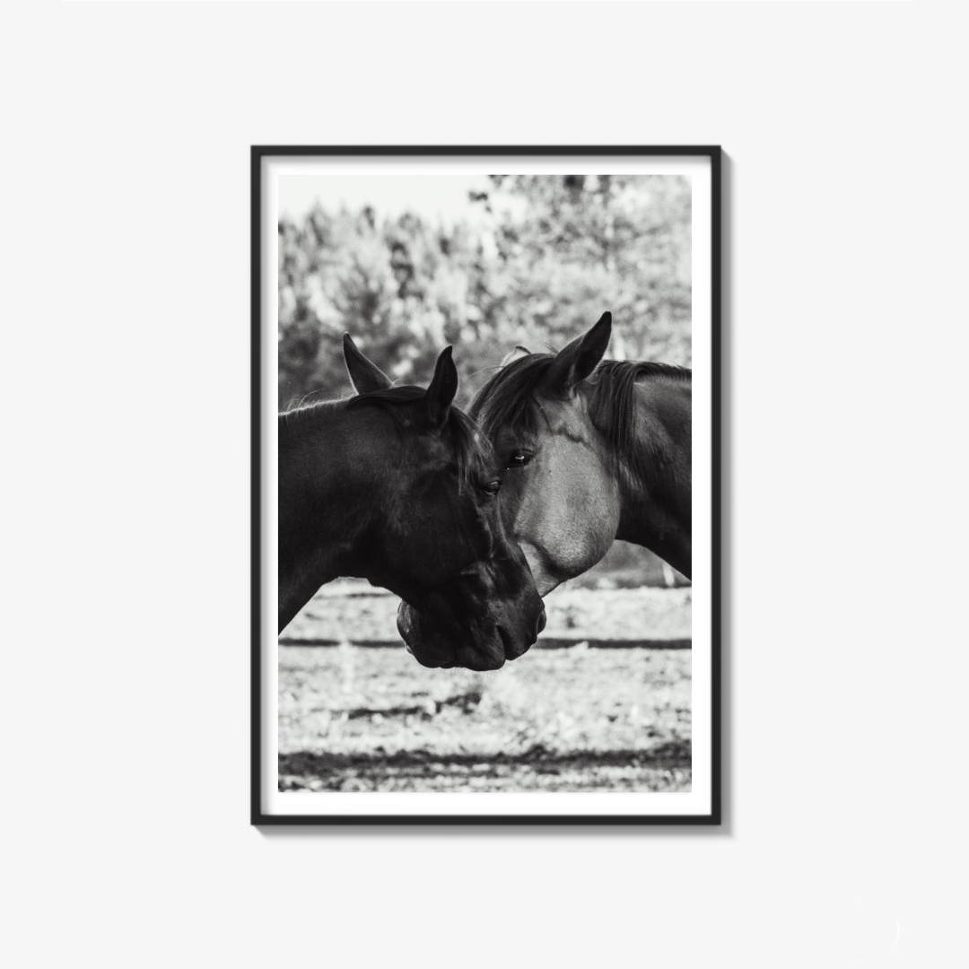 Horses' Complicity