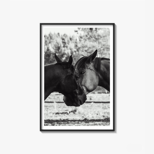 Horses' Complicity