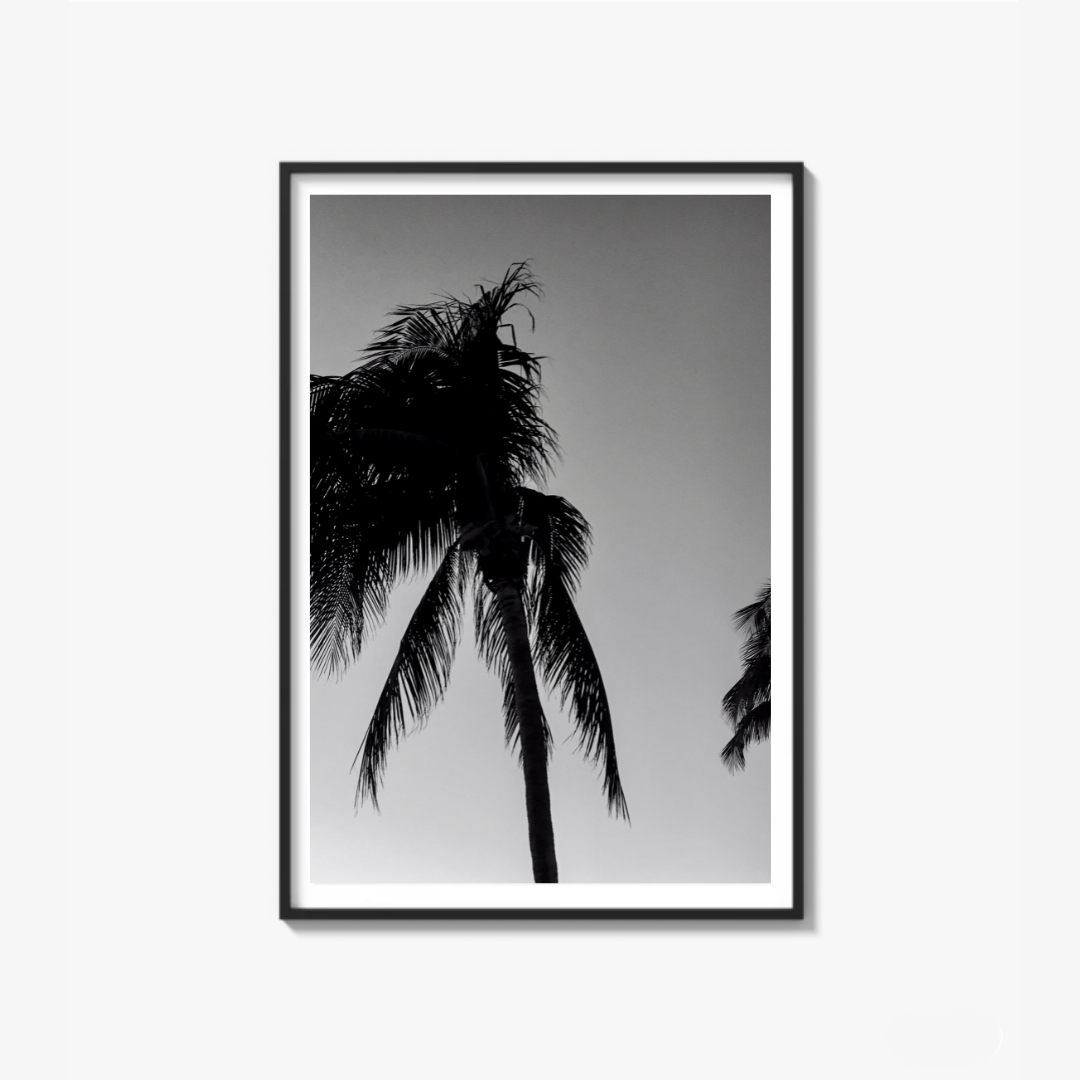 Timeless Palms
