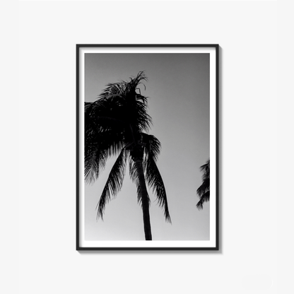 Timeless Palms