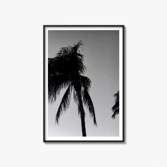 Timeless Palms
