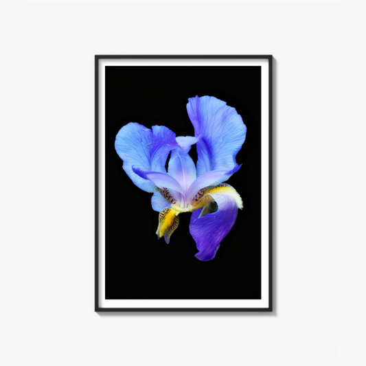 Midnight Bloom