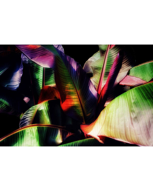 Chromatic Jungle