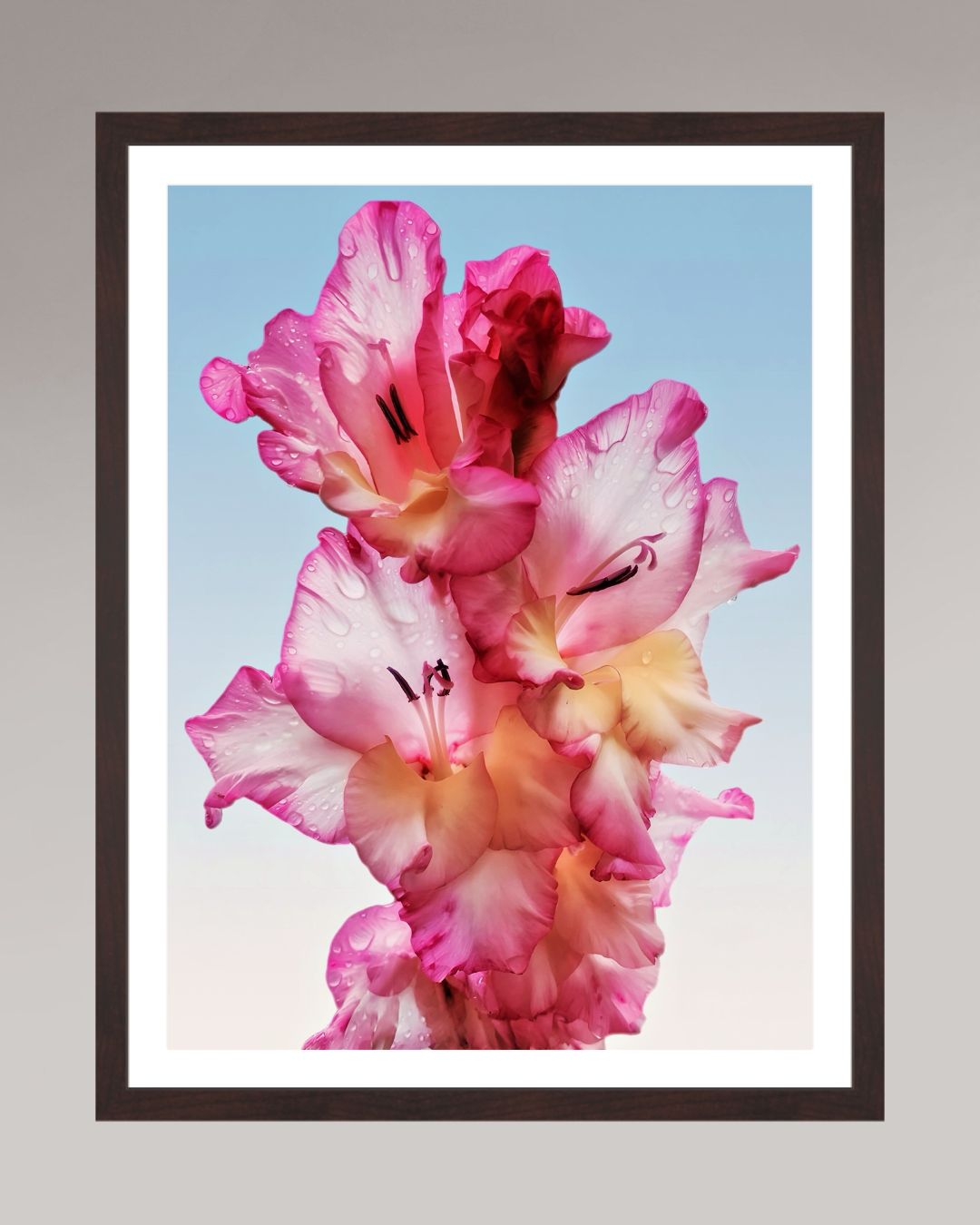 Photographie fine art encadrée Floral Dew, format 45×60 cm, fleur rose lumineuse en tirage d’art.

