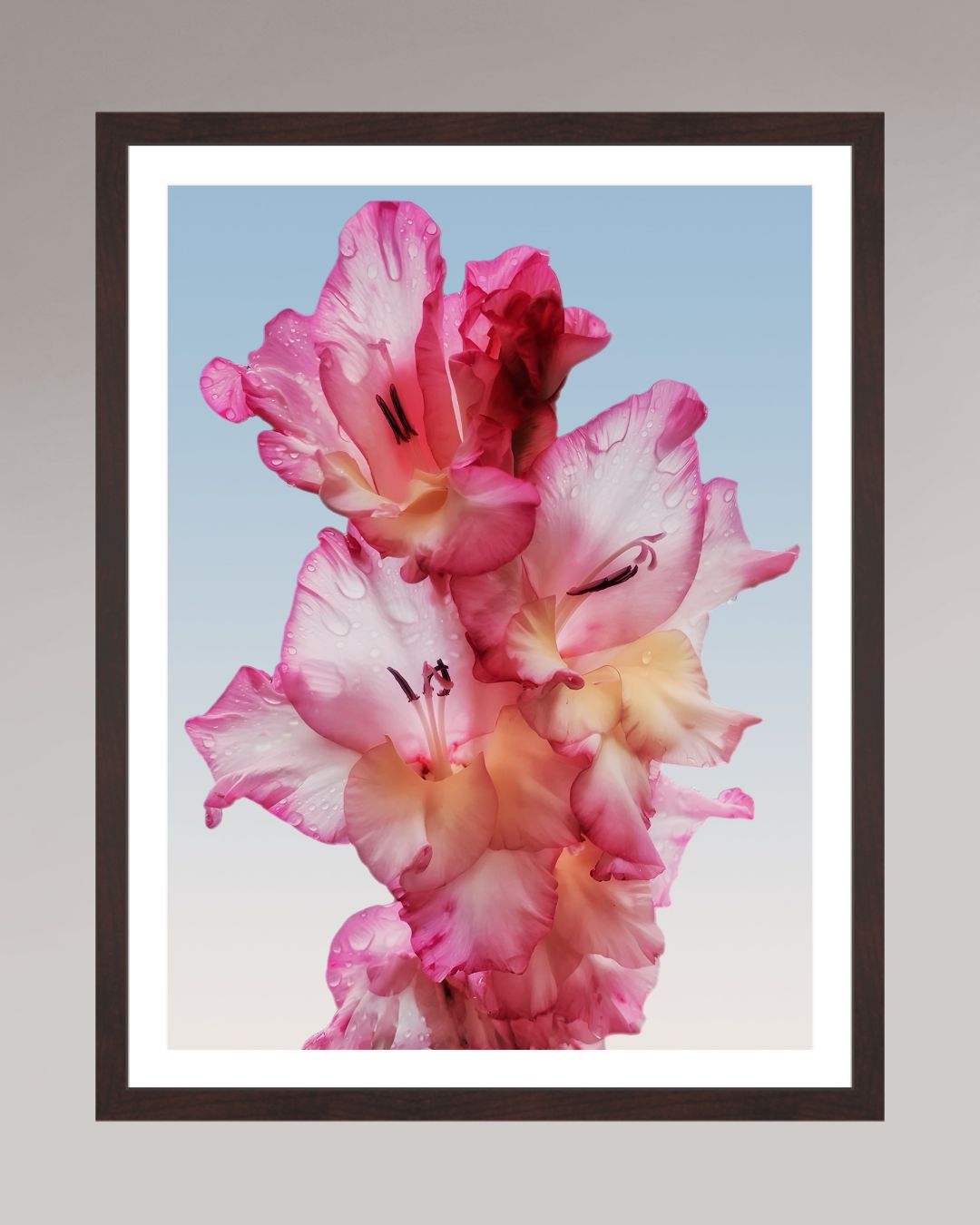 Photographie fine art encadrée Floral Dew, format 45×60 cm, fleur rose avec gouttes d’eau.

