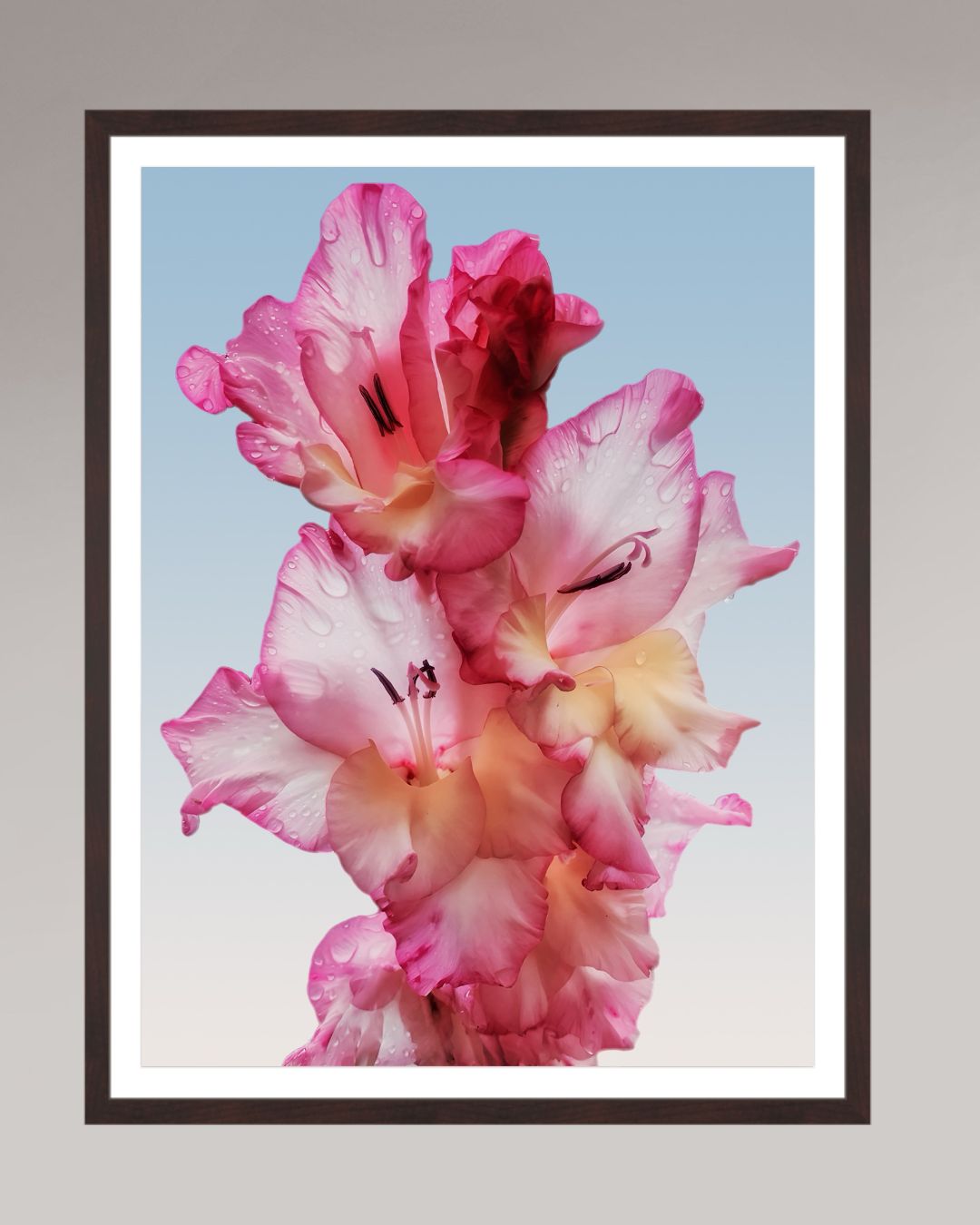 Photographie fine art encadrée Floral Dew, format 60×80 cm, fleur rose lumineuse en tirage d’art