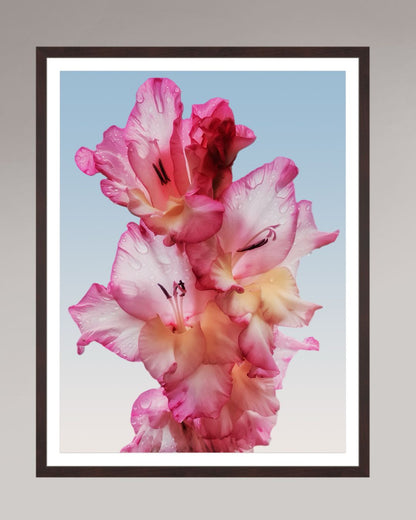 Photographie fine art encadrée Floral Dew, format 60×80 cm, fleur rose lumineuse en tirage d’art